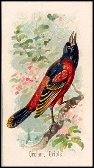 28 Orchard Oriole